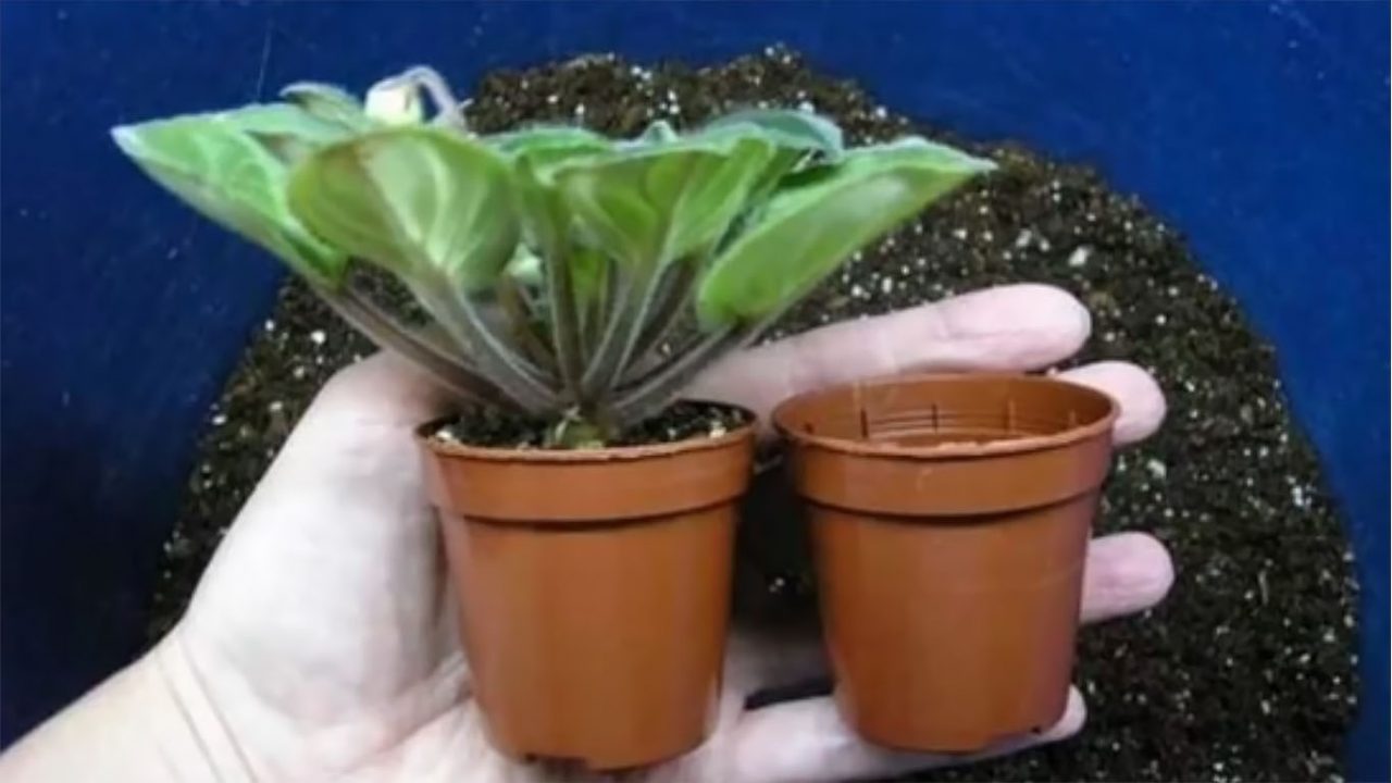 Как пересадить фиалку в другой горшок