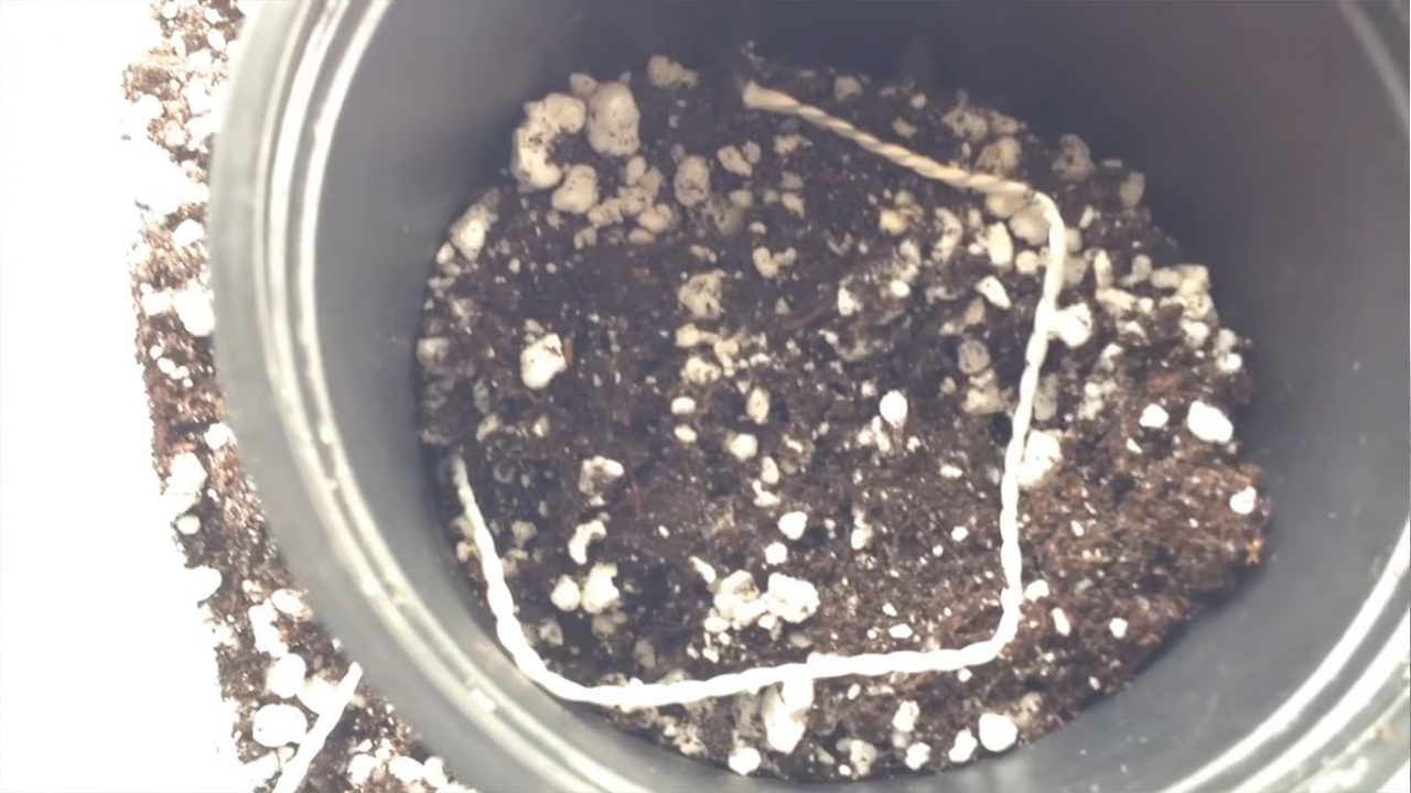 Как пересадить фиалку в другой горшок