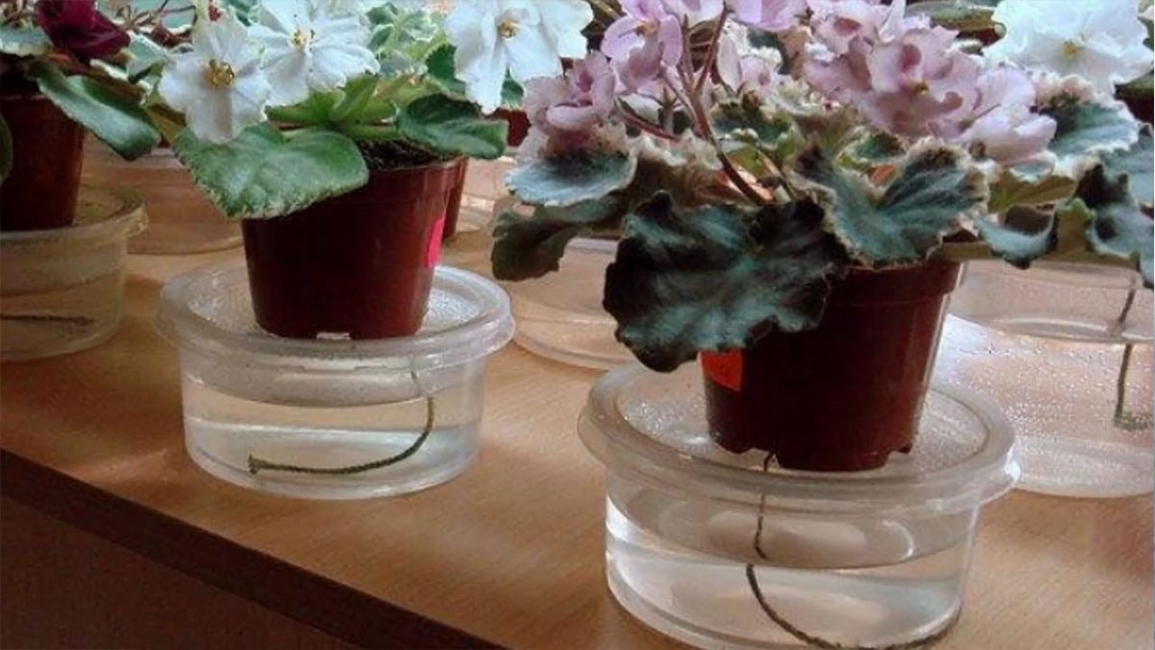 Как пересадить фиалку в другой горшок