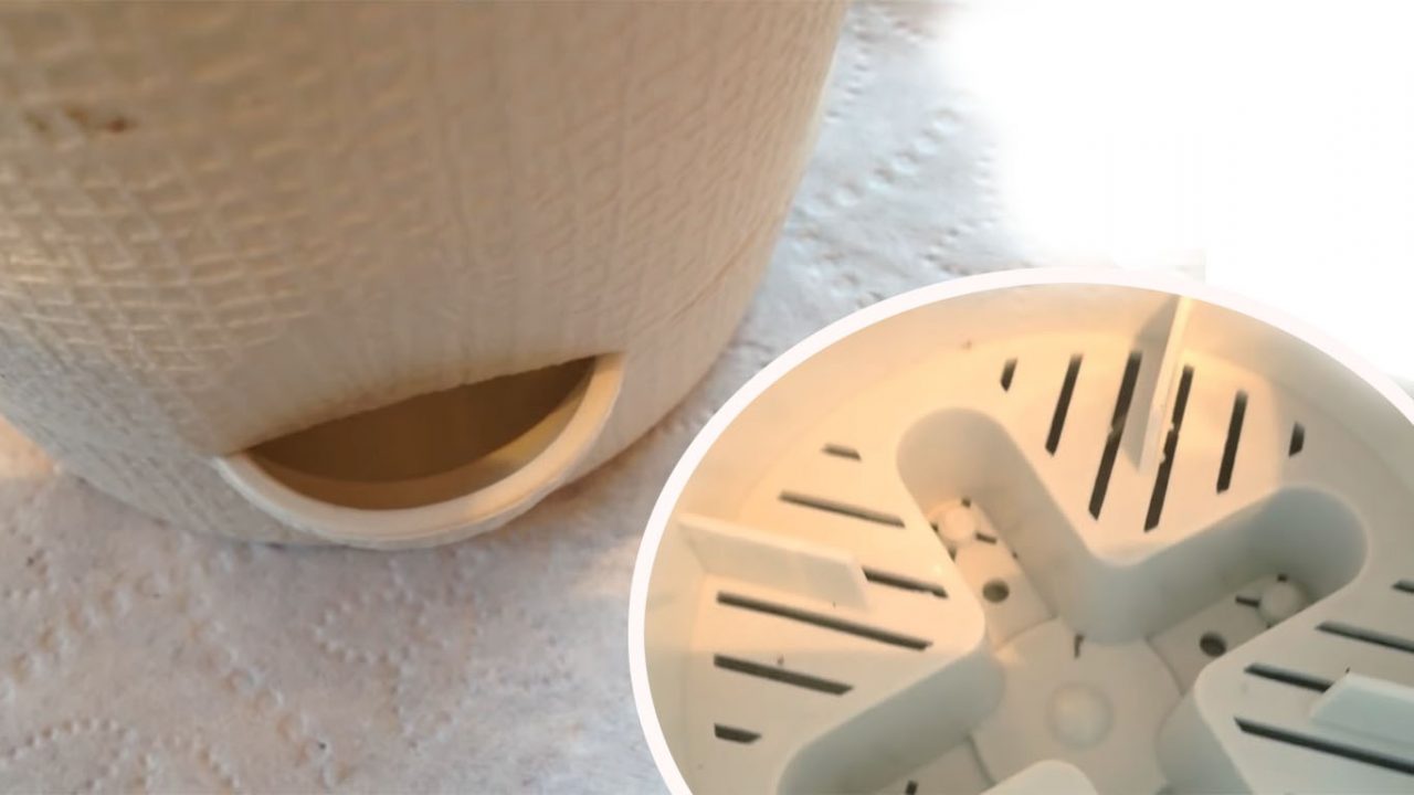 Как пересадить фиалку в другой горшок