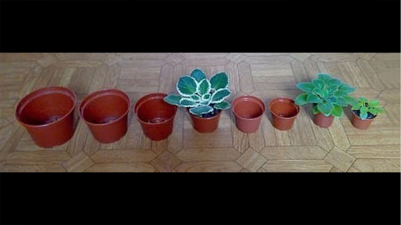 Как пересадить фиалку в другой горшок