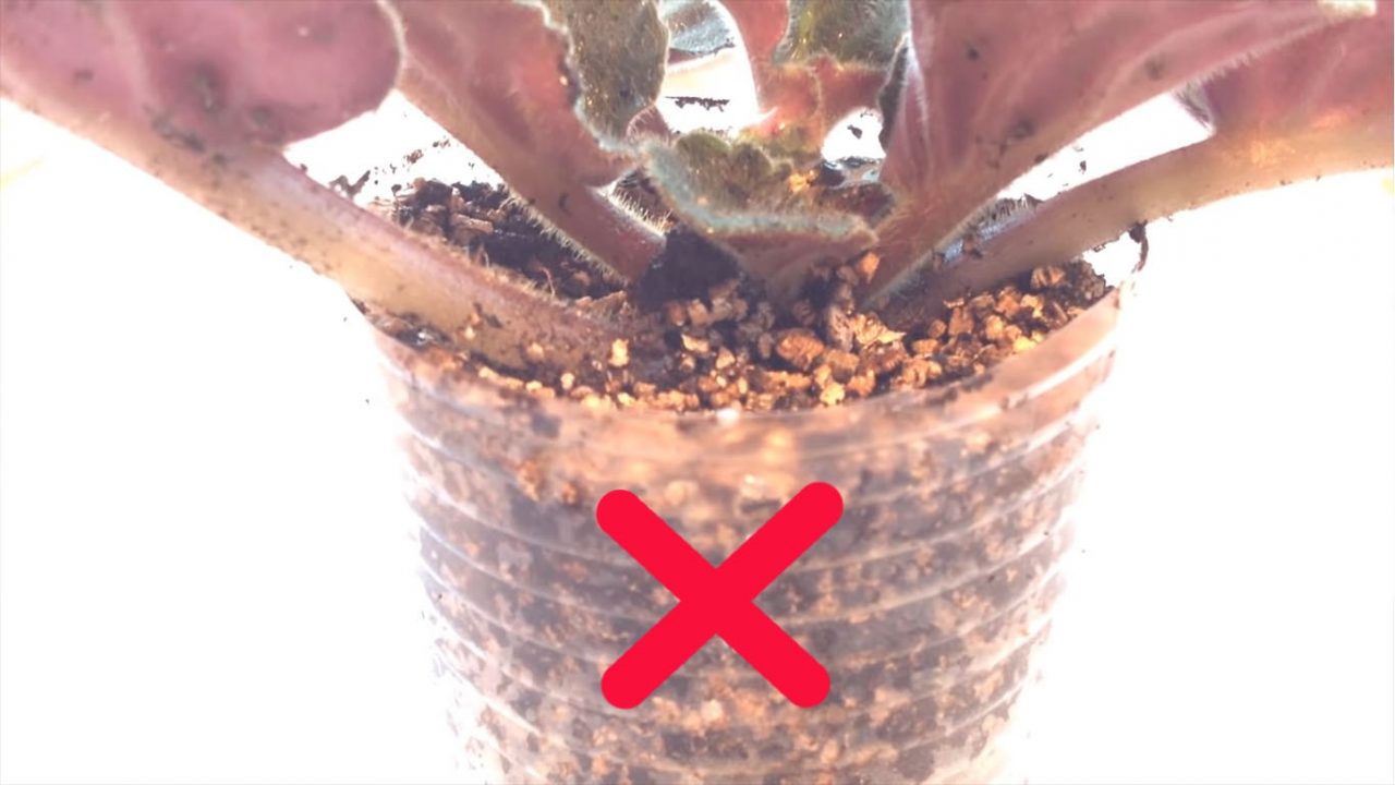 Как пересадить фиалку в другой горшок