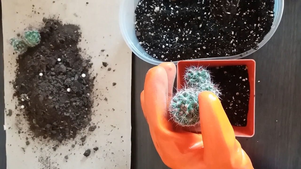 Как правильно пересаживать кактусы в другой горшок