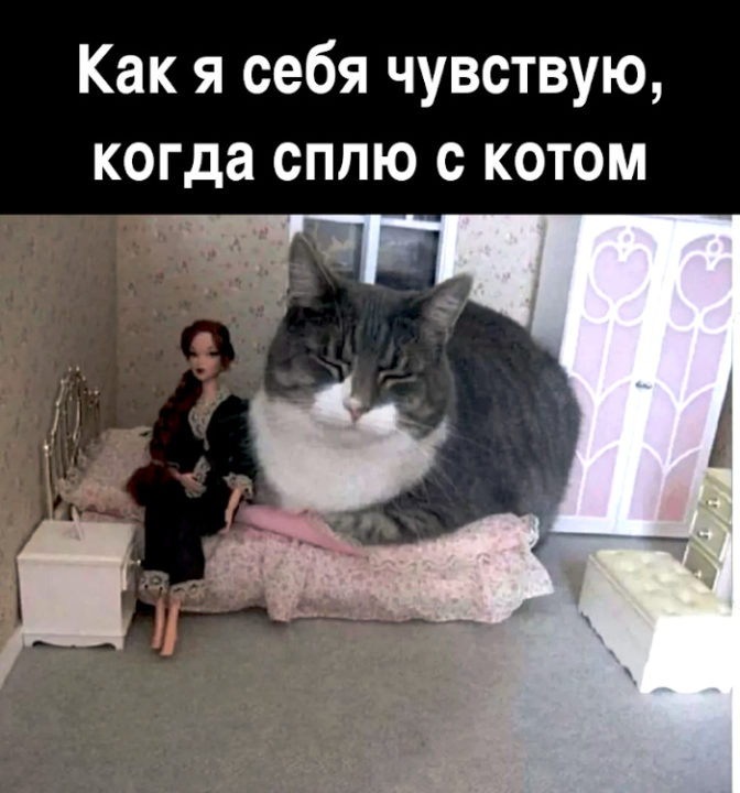 150 картинок со смешными котами. Прикольные фото с надписями