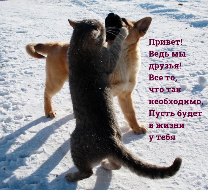 Привет, приветик! 190 красивых открыток с надписями