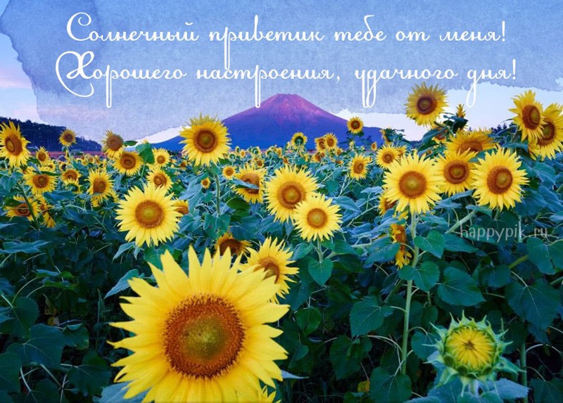 Привет, приветик! 190 красивых открыток с надписями