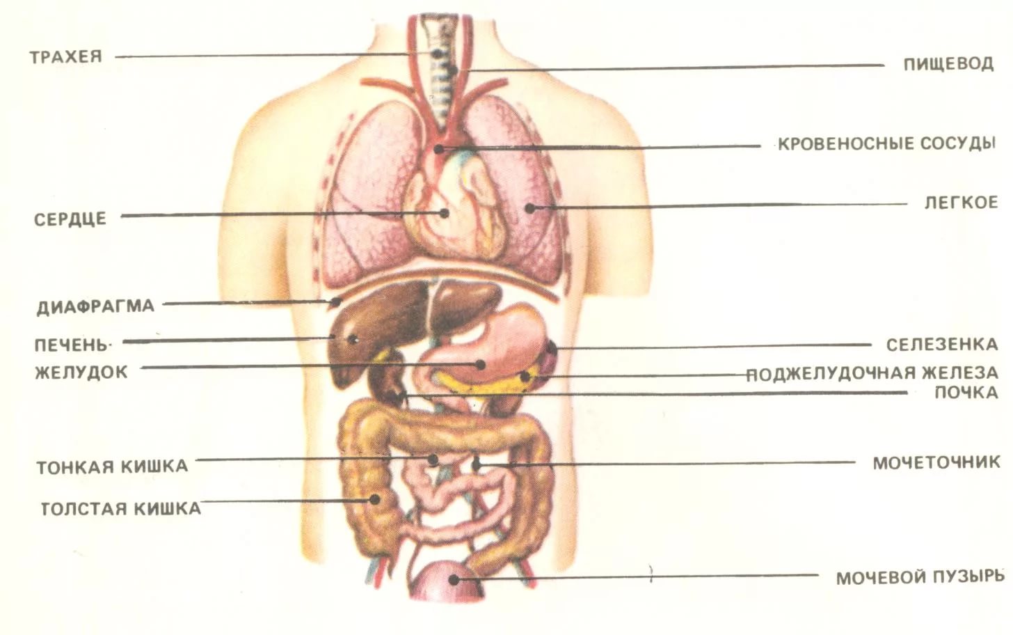 Где какие органы у человека расположены фото